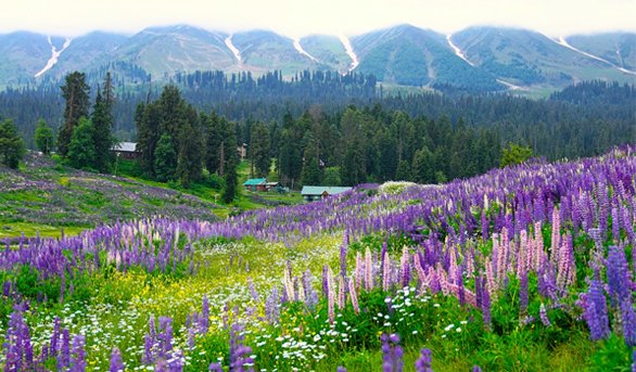 Kashmir Package 4n/5d